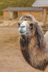 Frontal portrait of a curious Bactrian camel