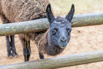 Dark brown llama looking through wooden farm fence