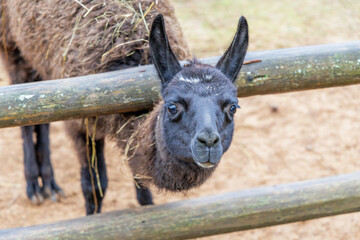 Dark brown llama looking through wooden farm fence