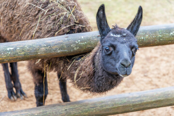 Close Up of a Dark Llama Behind a Wooden Fence