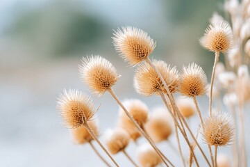 Obraz premium Dried thistle plants with delicate textures and soft colors create a minimalist nature scene, evoking tranquility and simplicity in a serene outdoor environment with copy space