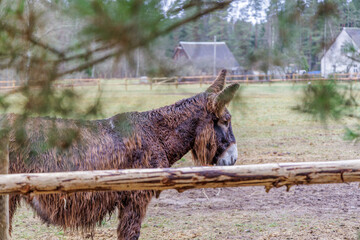 Shaggy Donkey Standing in a Rainy Farm Pasture