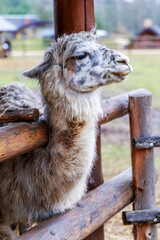 Profile Portrait of a Fluffy White and Grey Alpaca