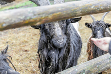 Long Horned Goat Close Up at Petting Zoo