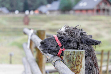 Black Alpaca Profile at Wooden Fence