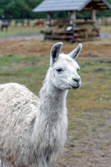 White Alpaca Standing in Farm Field