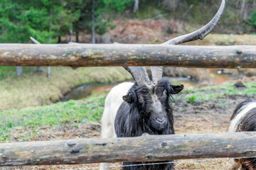 Valais Blackneck Goat with Long Horns