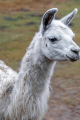 Portrait of a White Alpaca Close Up
