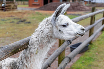 White Alpaca Head Profile over Fence