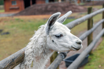 Curious White Alpaca at Farm Enclosure