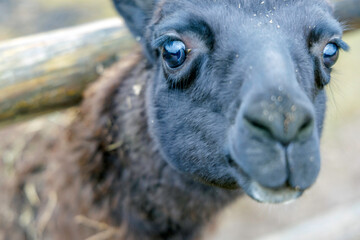 Detailed View of Black Alpaca Eyes