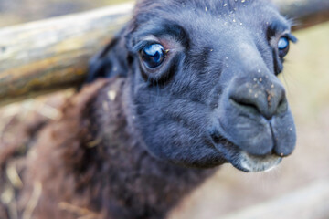 Black Alpaca Face Close Up Portrait