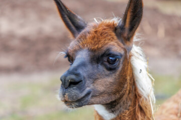 Close Up Portrait of a Brown Llama
