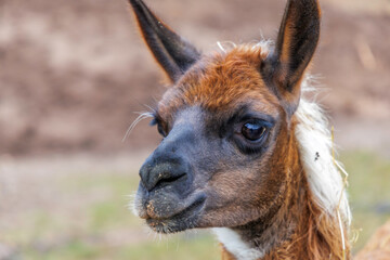 Detailed Llama Face with Dark Features