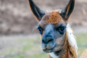 Front View of a Curious Llama