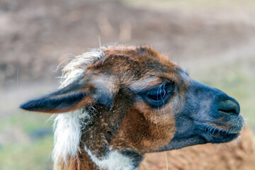 Side Profile of a Brown and White Llama