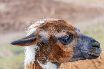 Brown and White Llama Profile Close Up