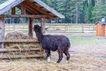 Dark Brown Alpaca Eating Hay from Wooden Feeder