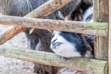 Close Up of Sheep Peeking Through Fence