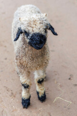 Valais Blacknose Lamb Standing on Path