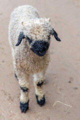 Young Valais Blacknose Sheep Looking Down