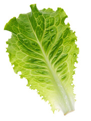 Fresh crisp lettuce leaf on a transparent background