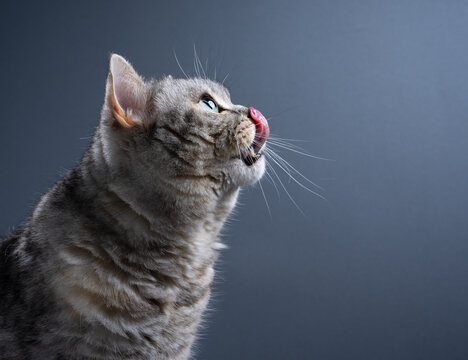 side view of silver tabby scottish straight cat looking up hungrily while sticking out tongue licking moth and nose on gray-blue background