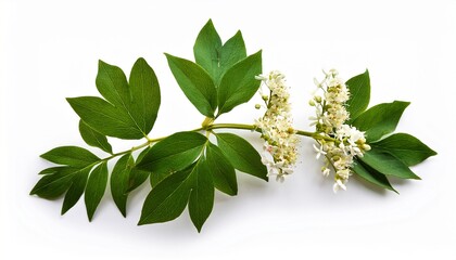 Twig Of Fresh Green Sweet Woodruff Plant With Flowers Close Up On White Background