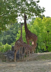 Groupe de girafes réticulées (Giraffa camelopardalis reticulata) en captivité, se nourrissant des feuilles d'un arbre.   © VeroniqueMonin