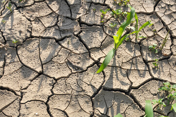 Cracked ground due to heat