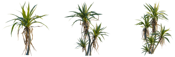 Cordyline indivisa tree, front view, cutout, isolate, Elevation good for architecture visualization, Diverse palm trees with lush green leaves and sturdy trunks