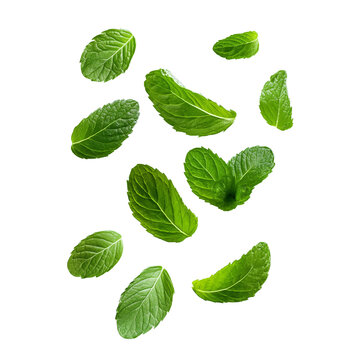 Group of Fresh Mint Leaves in Motion green herb isolated on a transparent background