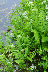 Berula erecta grows in nature