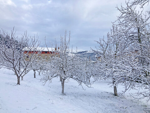 &aacute;rboles frutales manzanos nevados en invierno pa&iacute;s vasco IMG_4183-as25