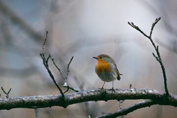 European robin on a branch in rainy winter day
