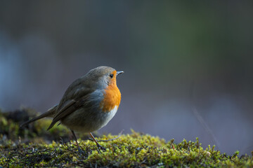 Closeup of european robin on the ground with blur background