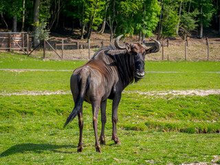 Wildebeest on green savanna wildlife
