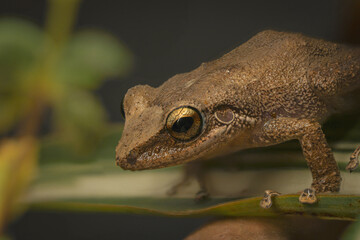 Coqui of Puerto Rico