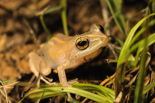 Coqui Comun from Puerto Rico