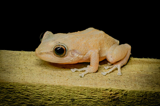 Coqui Common of Puerto Rico