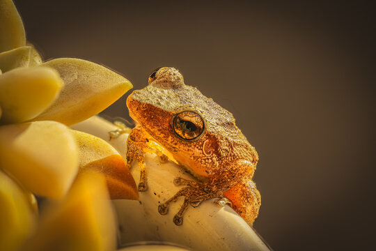 Coqui of Puerto Rico