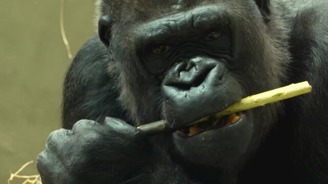 Close up of a gorilla head and face chewing on a stick and eating bark.
