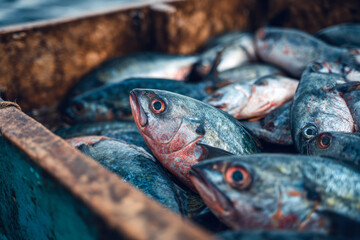 Freshly caught fish with shimmering scales are piled in a rustic wooden crate, showcasing vibrant colors and textures, emphasizing the bounty of the sea and marine life