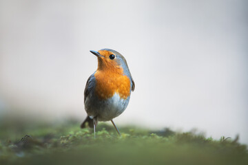 Closeup of european robin on the ground with blur background