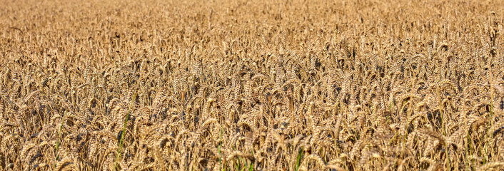 Fototapeta premium Nature, farm and field with wheat in countryside for environment, ecosystem and crops. Natural background, agriculture and meadow with barley, grain and plants for growth, sustainability or produce