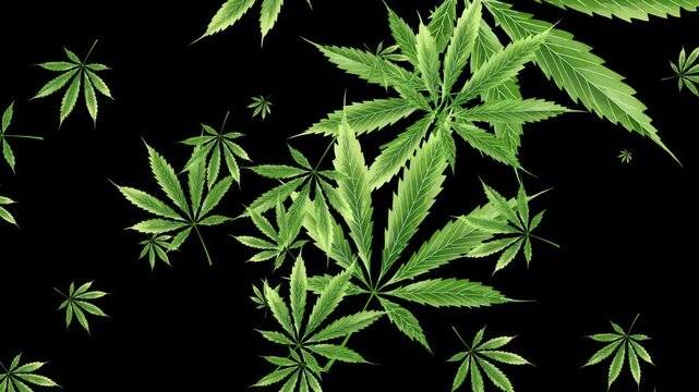 Isolated Abstract Animated Cannabis Explosion. Black background. Overlay. Loop. 30fps