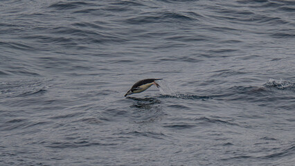 Chinstrap Penguin Porpoising Jumping in Ocean in Natural Habitat Antarctica Ocean Splashing.