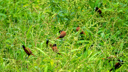 Obraz premium Amadines in the field corn. Chestnut munia (Lonchura atricapilla) in subalpine meadows. Spice Islands