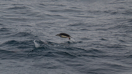 Fototapeta premium Chinstrap Penguin Jumping in Ocean Natural Habitat Antarctica.