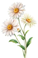 Naklejka premium Watercolor painting of three daisies with leaves and bud on a white background